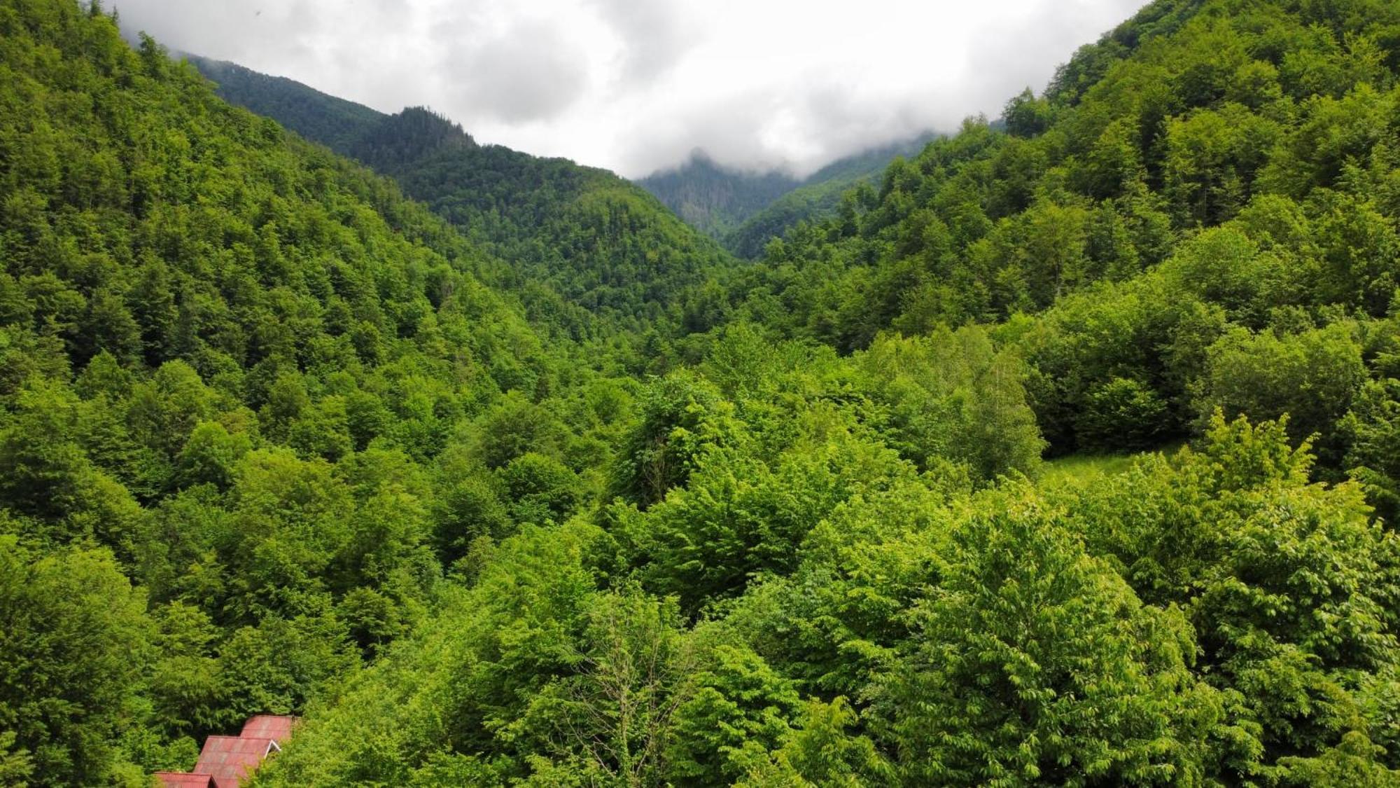Cabana Valea Rea, Boga Boga  Екстер'єр фото